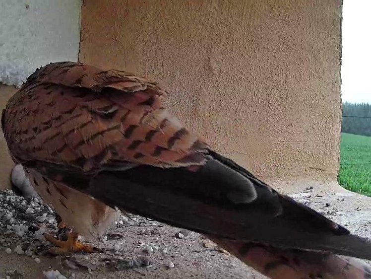 Frame_2021-07-15_09-13-12